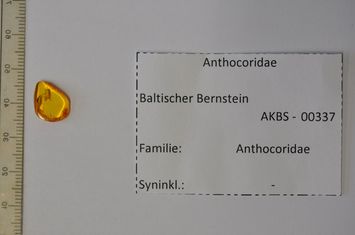 Vorschaubild Bernstein m. Anthocoridae-Wanze